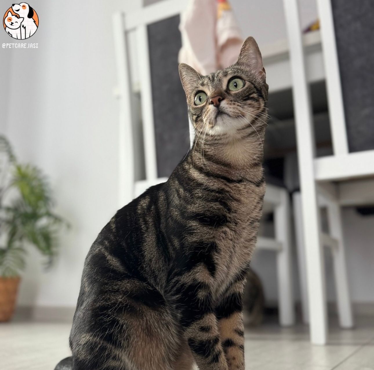 Animal de companie în grijă PetCare